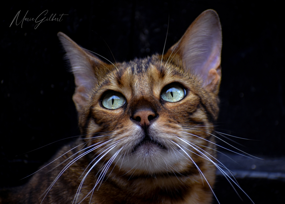 Donald the cat, met in the streets of York, England