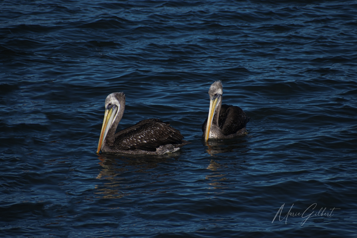 Pelicans, Valdivia, Chile