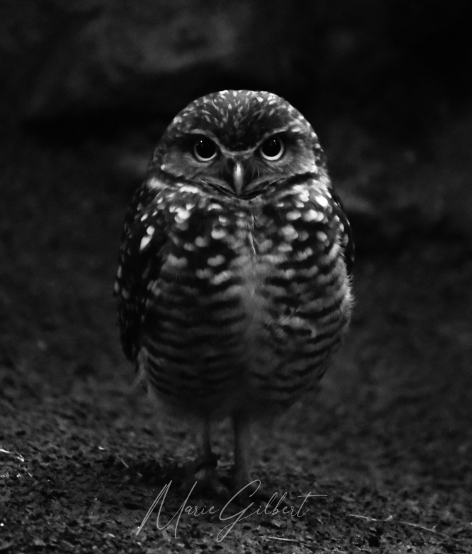 Small owl, Foz do Iguaçu, Brazil