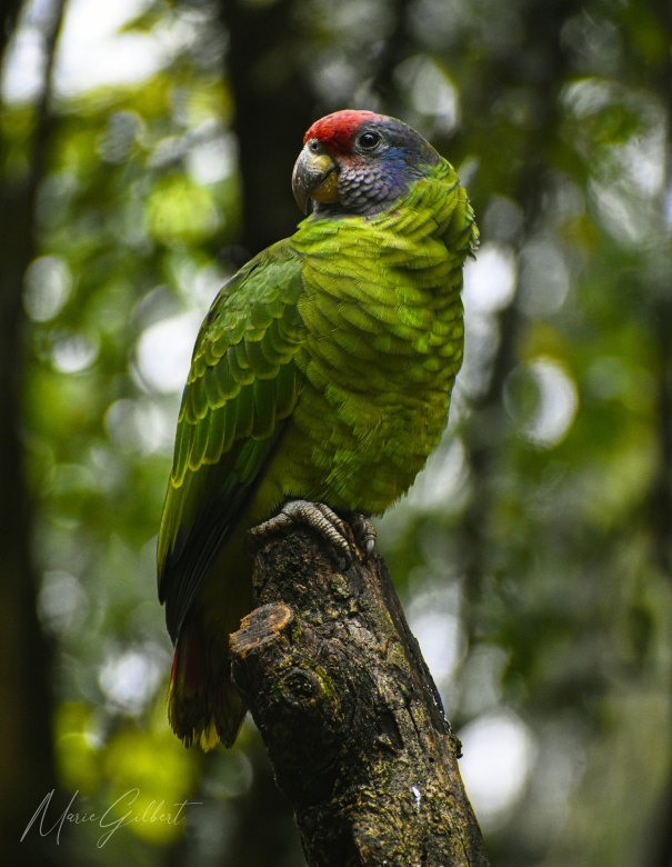 Green parrot, Foz do Iguaçu, Brazil