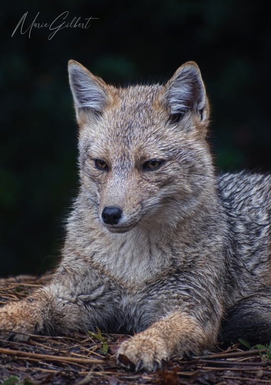 Wild grey fox, Villa la Angostura, Argentina