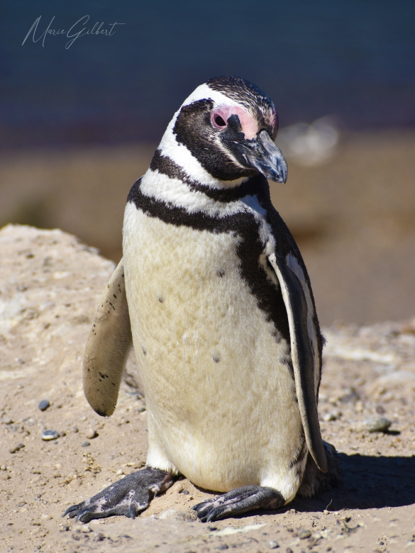 Magellanic penguin, Puerto Madryn, Argentina