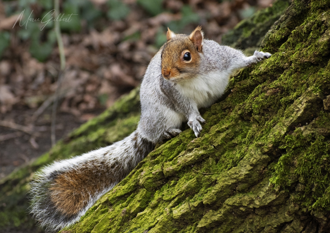 Grey squirrel, Reading, England