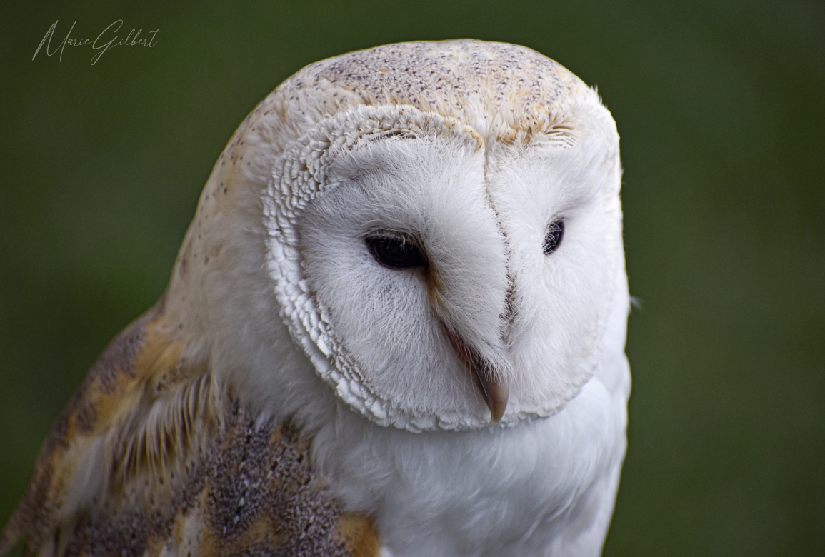 Owl, York, England