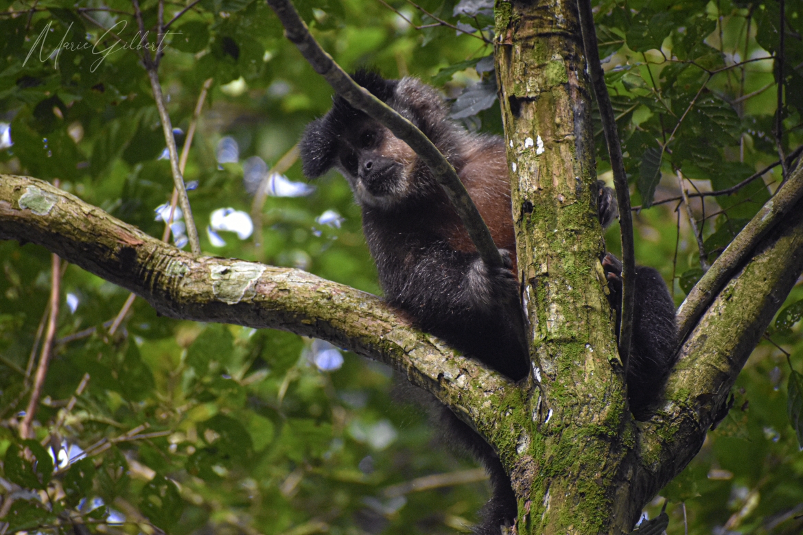 Black capuchin monkey, Iguazu National Park, Argentina