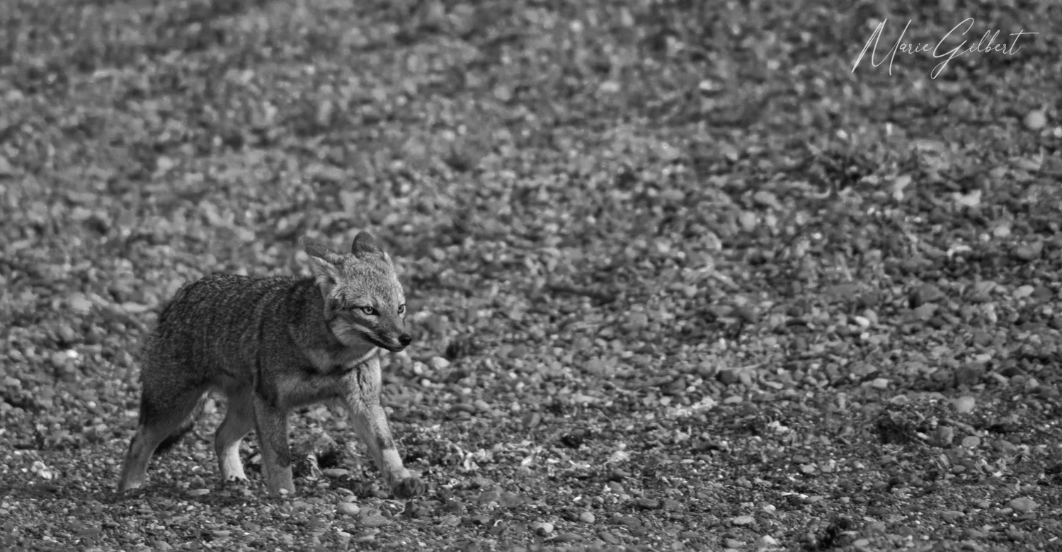 Wild grey fox, black and white, Puerto Madryn, Argentina