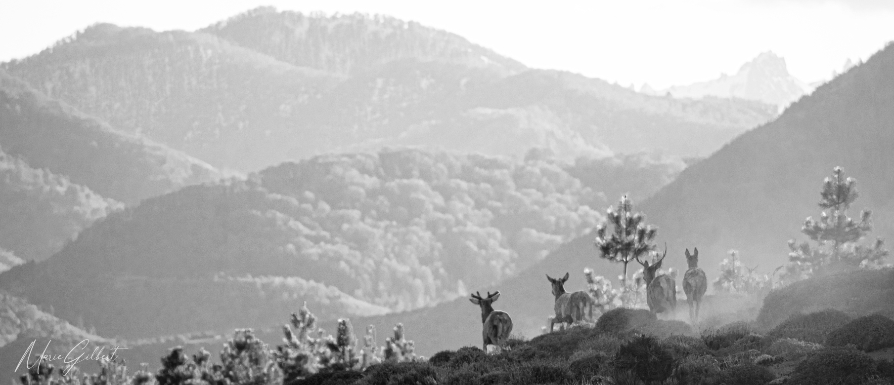 Running deer, Parque Nacional Lanin, Argentina