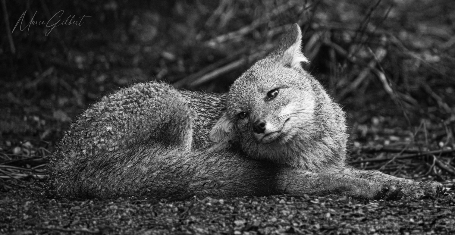 Wild grey fox, Villa la Angostura, Argentina