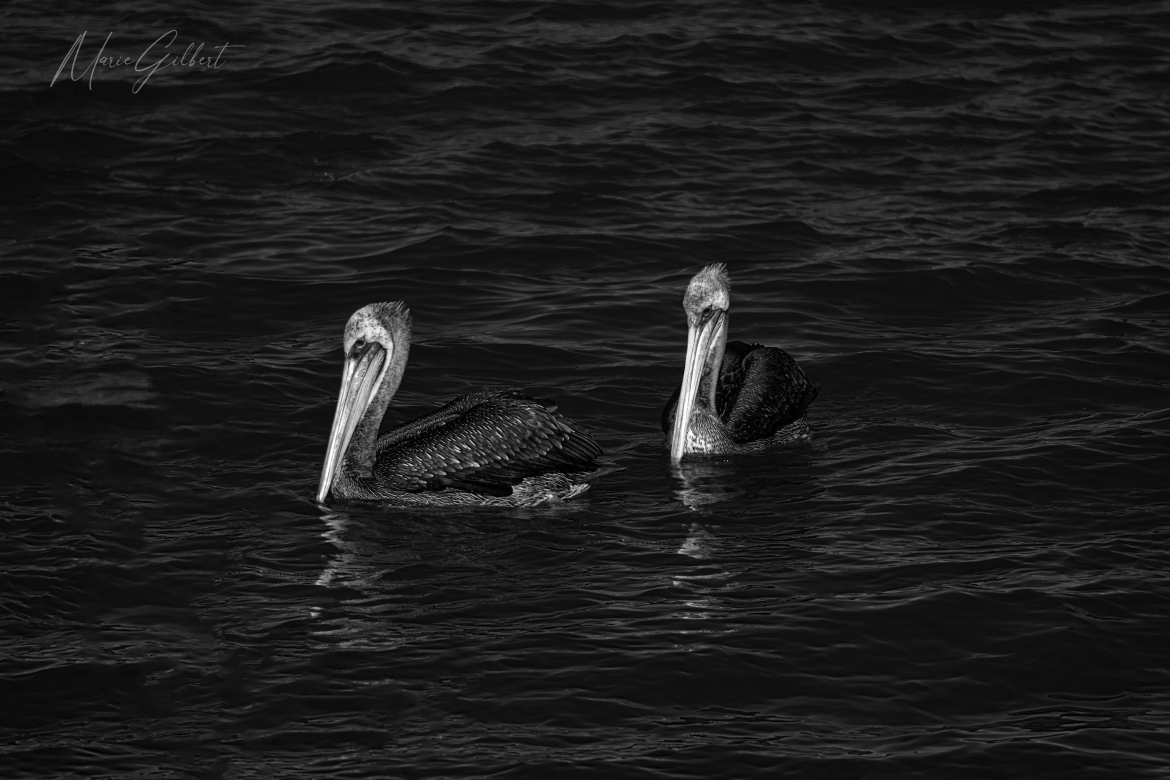 Pelicans - Valdivia, Chile Prints available