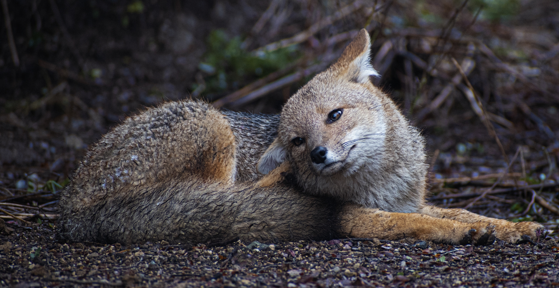 Wildlife Photography - The Basics